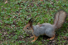 Sciurus vulgaris - Red squirrel - 2014
