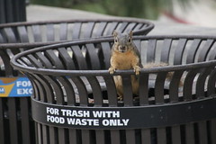 More Campus Squirrels
