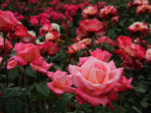 Rose (Stephanie de Monaco) at Ofuna Botanical Garden,Kamakura