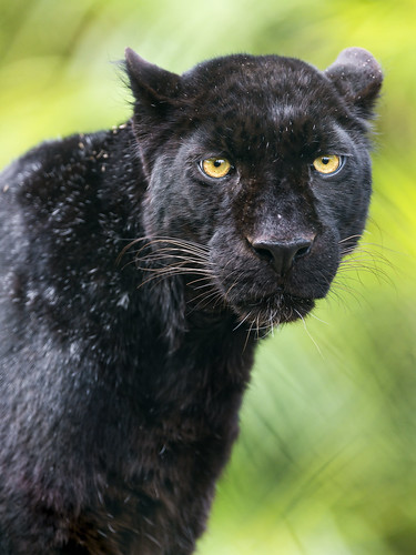 A very nice black leopard by Tambako the Jaguar