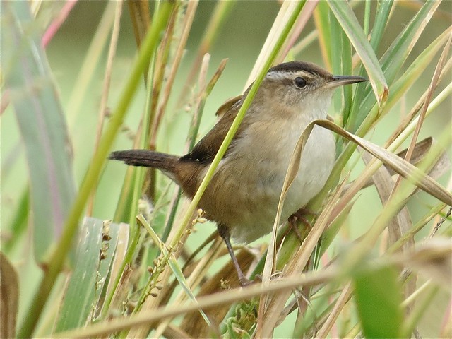 Marsh Wren at the Kenneth L. Schroeder Wildlife Sanctuary in McLean County, IL 01