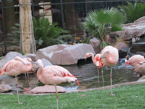 Flamingod by elviina