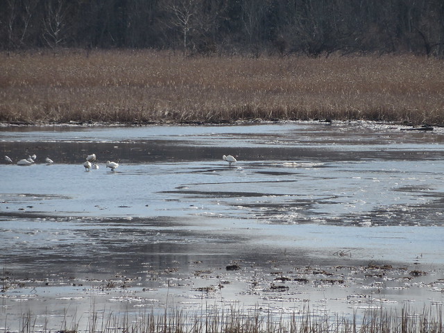 Tundra Swans in the marsh