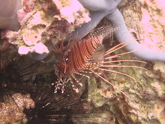 Lionfish (Red) and Starfish (Blue)
