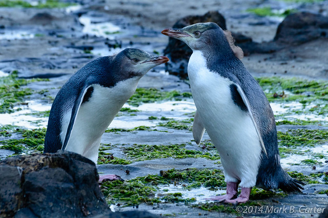 Penguins at Curio Bay