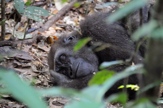 8.- GORILAS!! - Pigmeos y Gorilas, un paseo por la selva centroafricana (4)