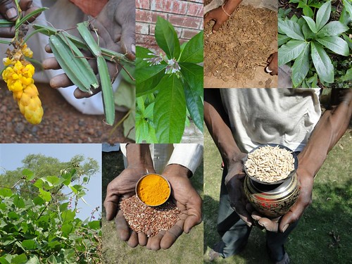 Medicinal Rice Formulations for Diabetes Complications and Heart Diseases (TH Group-32) from Pankaj Oudhia’s Medicinal Plant Database by Pankaj Oudhia