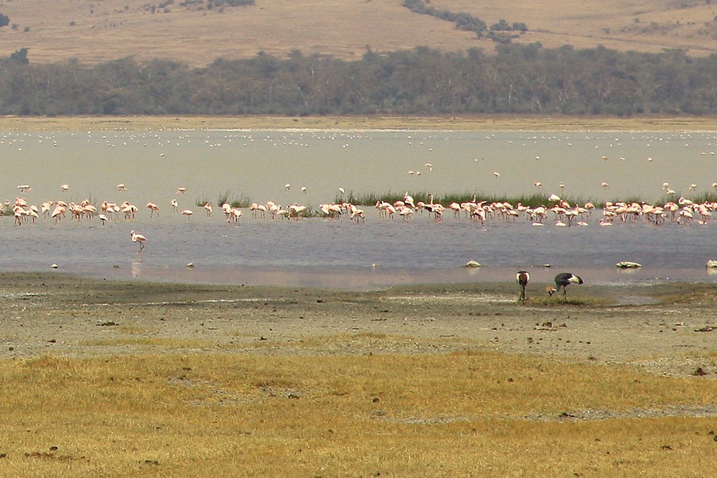 Ngorongoro flamingo
