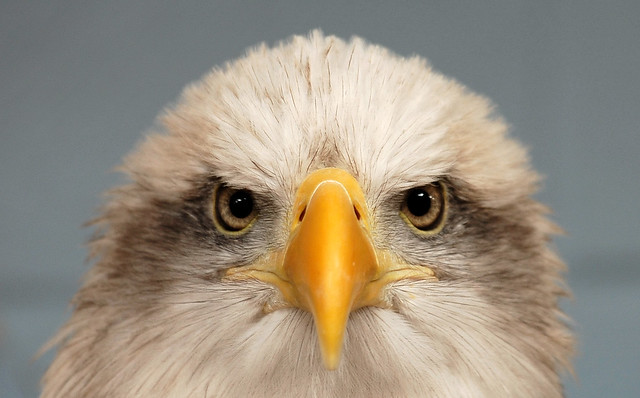 Bald Eagle (Explored)