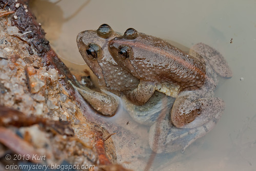 Marten's Oriental Frog amplexus IMG_3511 copy