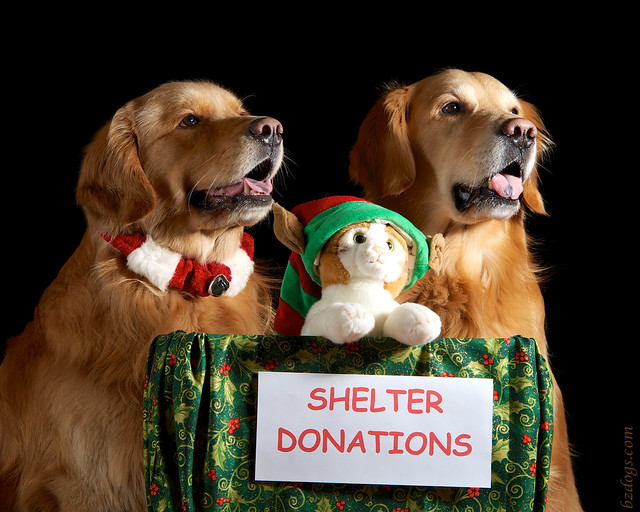 Shelter Donations