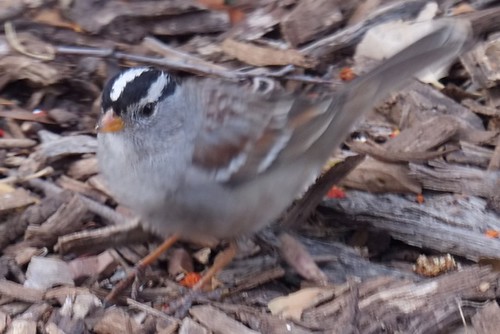 White-crowned Sparrow Scratching