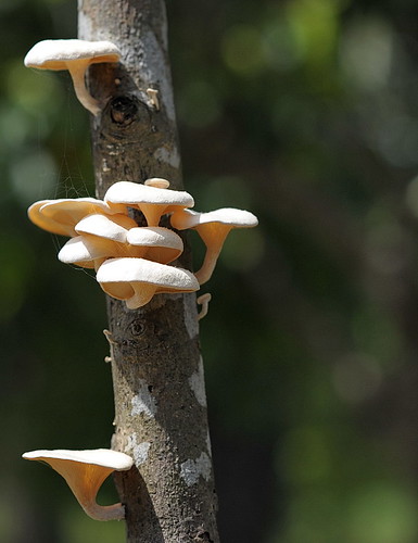 Mushroom at Backyard by myanmarchit