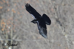 corbeau - common raven