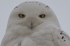 snowy owl eyes