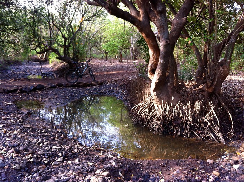 Mangroves in the stream - Nagle Nature Trail