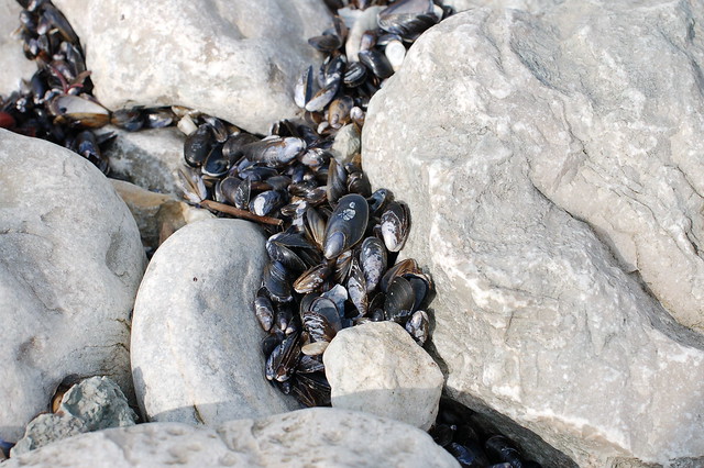 Clams and stones