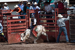 Westcliff Rodeo 2013
