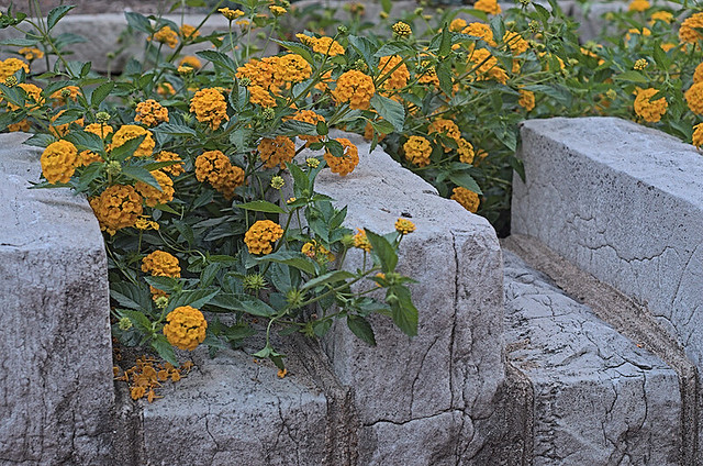 Soulard Neighborhood, in Saint Louis, Missouri, USA - flowers