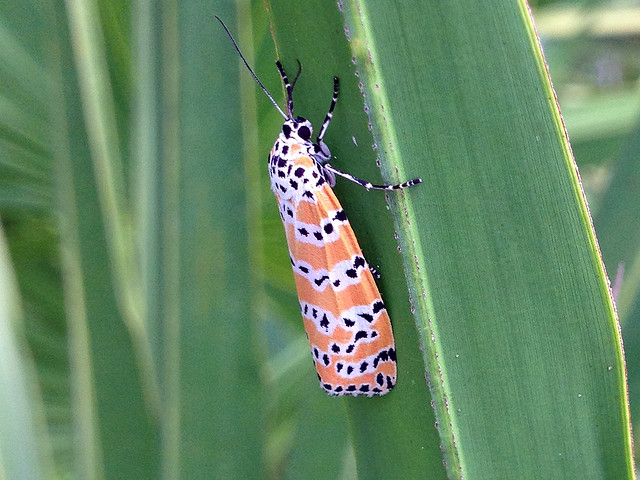 Ornate Moth