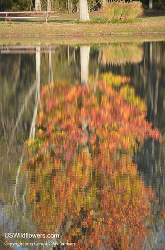 Reflections of Fall 