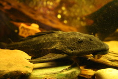 Catfish (Plecos, Corys, etc.)