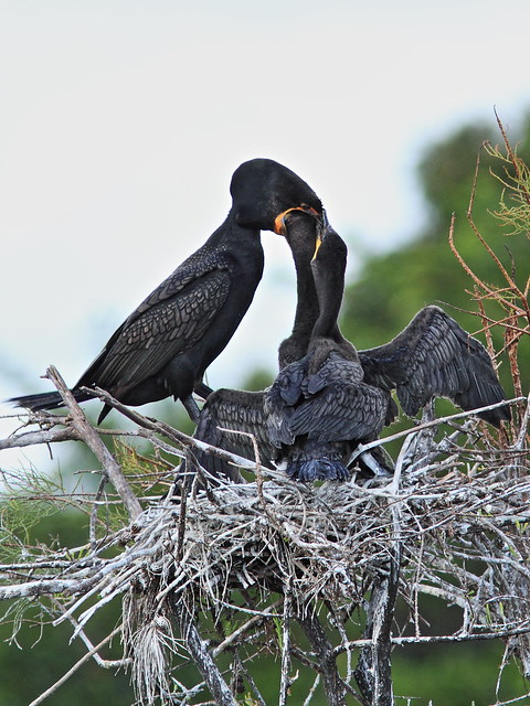 Double-crested Cormorant feeding chicks 05-20131210