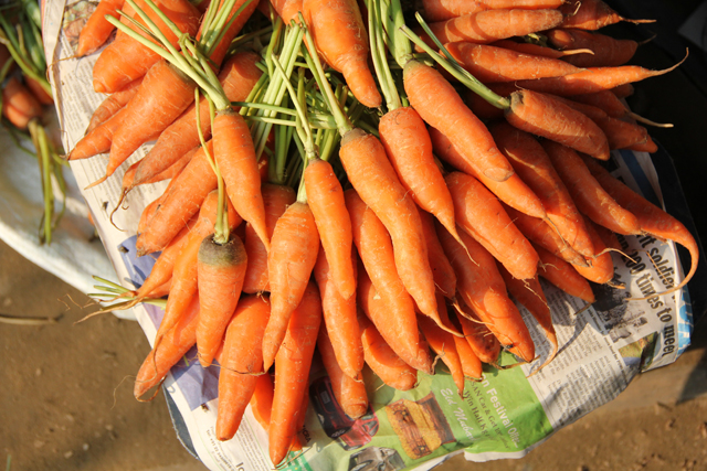 Pile of carrots at the market