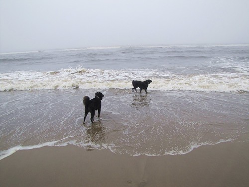 ocean dogs