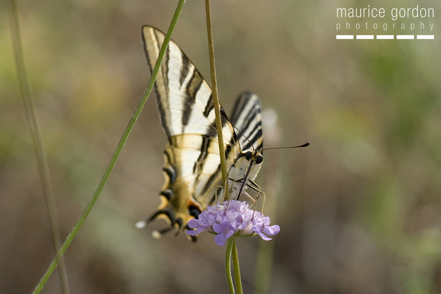 scarce swallowtail-ceret_DSC4751