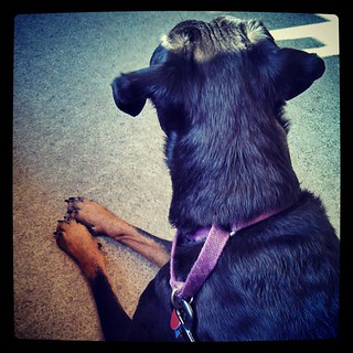 Waiting for Daddy at the vet #dogstagram #dobermanmix