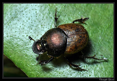 Coleoptera/Scarabaeidae