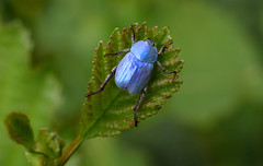 Hoplie bleue (Hoplia coerulea), Meyrueis, Cévennes, France