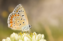 Papillon Azuré sur sa fleur