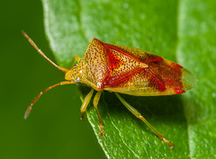 Parent Bugs (Acanthosomatidae)