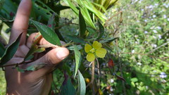 Onagraceae