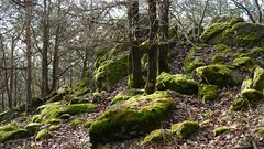 Moose und Flechten / Mosses and lichens