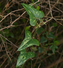 Rough Bindweed (Smilax aspera) leaves