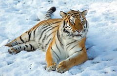 Siberian Tigers at Wintertime