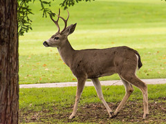 Another Deer on Santa Teresa Golf Course