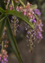 Wild Orchids of India