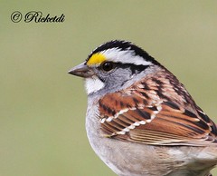 bruant a gorge blanche- white throated sparrow