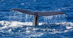 Madeiran Cetaceans