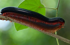 Diplopoda (Tanzania)