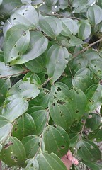 Ulmaceae