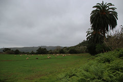 Rebalo de ovejas en la Finca de Osorio  Teror Gran Canaria