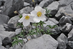 Alpine plants