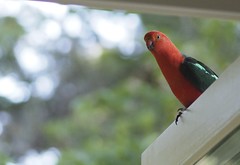 Bold King Parrot