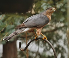 Cooper's Hawk (Accipiter striatus)