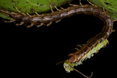 Centipedes (Tanzania)